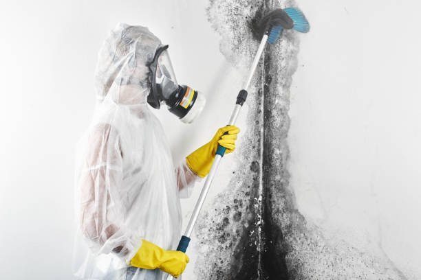  Winsted, MN Mold Removal Pros