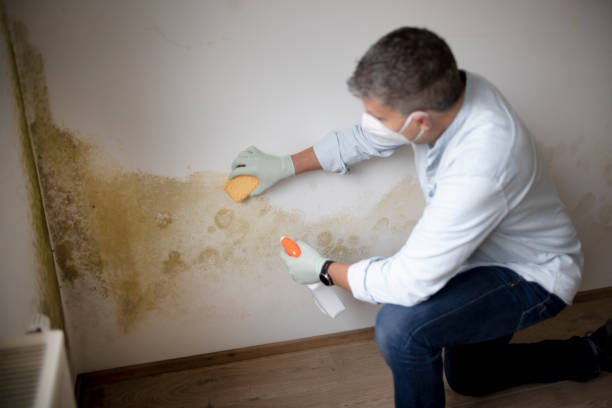 Best HVAC Mold Inspection and Cleaning  in Winsted, MN