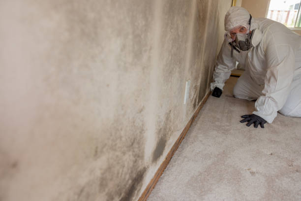 Best Comprehensive Air Testing for Mold Contaminants  in Winsted, MN
